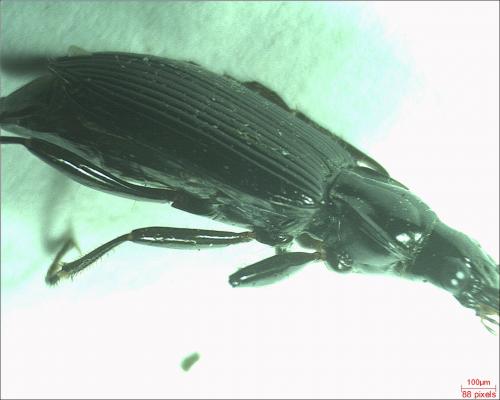 Réf. 180 421 : Platynus assimilis